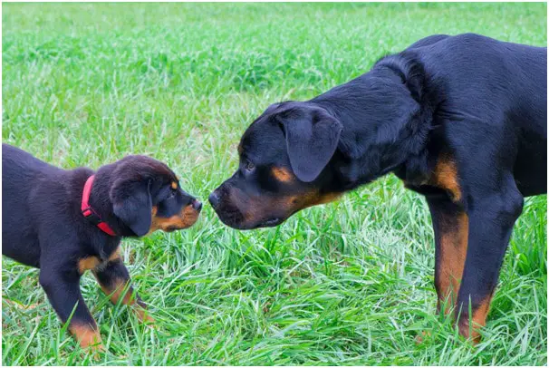 How good is a Rottweilers sense of smell