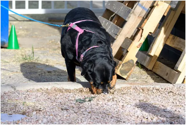 Rottweiler smelling something from pebbles