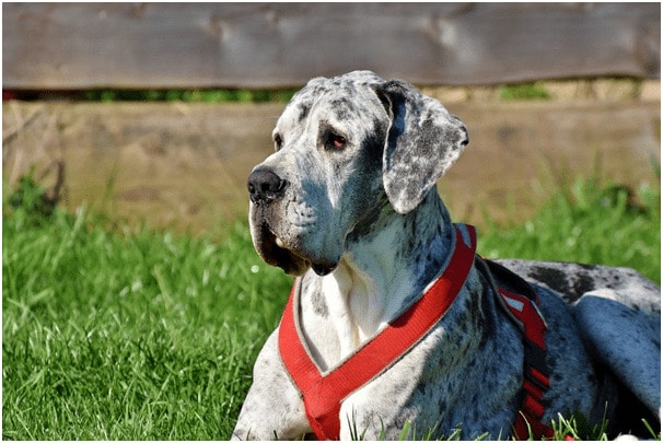 Great Dane dog sitting in a field