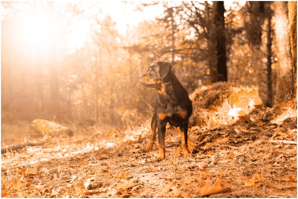 A Rottweiler standing near trees