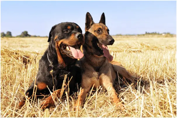 Belgian Malinois and a Rottweiler sitting together