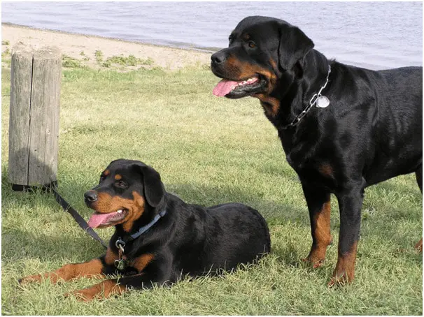 Are male or female rottweilers more protective