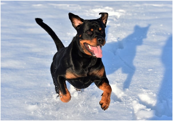 Are Rottweilers Agile