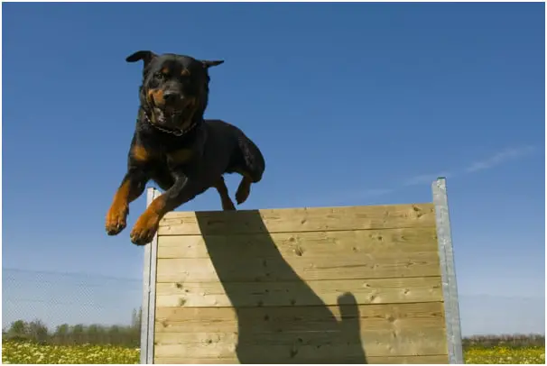 Rottweiler dog jumping