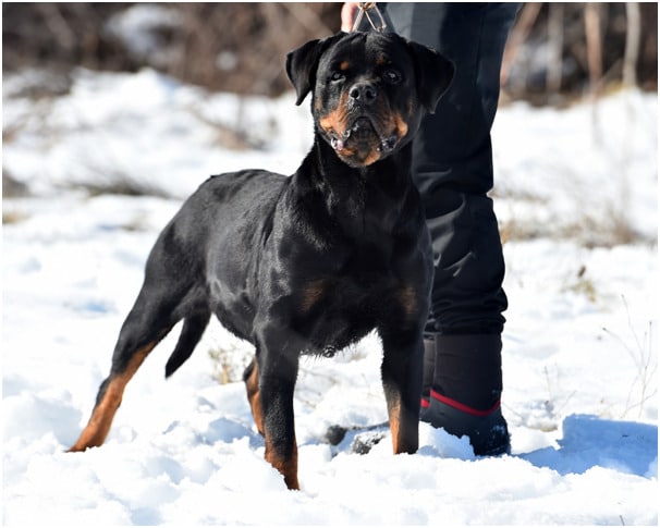 Rottweiler with strong agile physique
