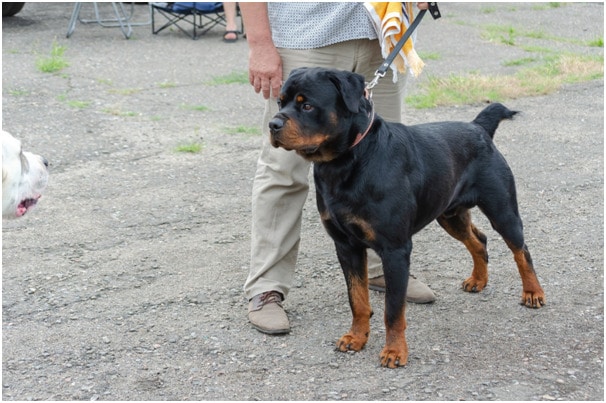 Rottweiler with strong build
