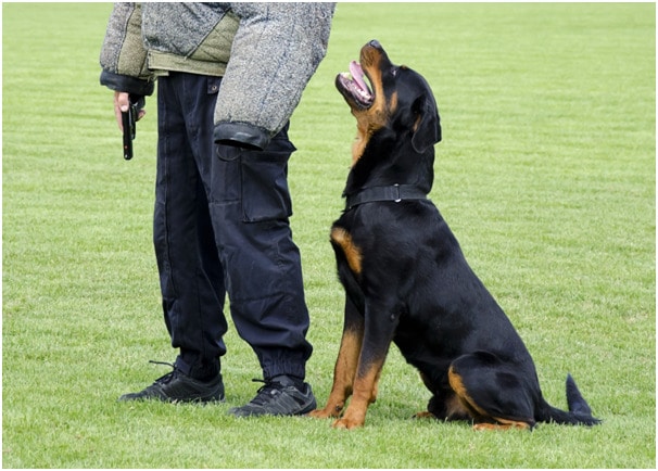 Agile rottweiler dog with his trainer