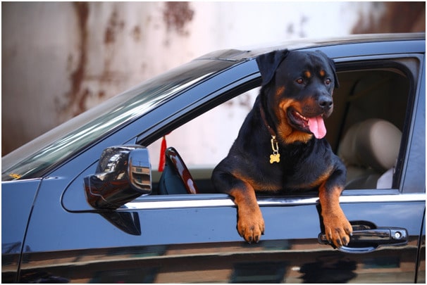 Are Rottweilers smarter than pitbulls