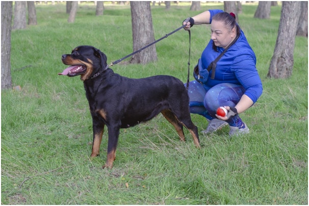 Woman training a smart rottweiler