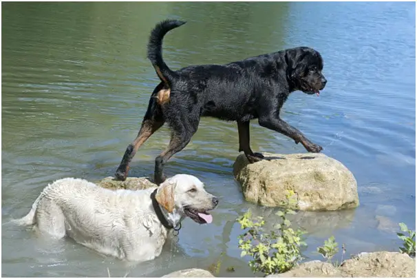 Rottweiler and Labrador playing