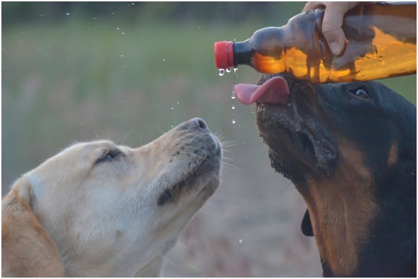 Rottweilers and Labradors drinking
