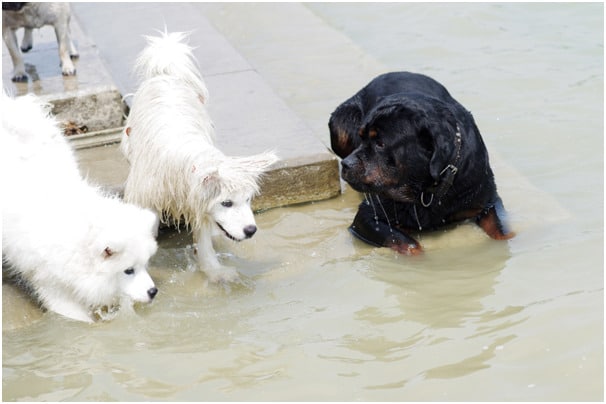 Rottweiler playing with Samoyed