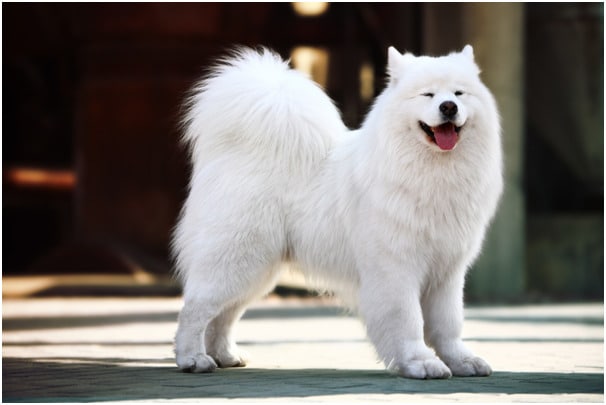 Rottweiler and Samoyed size differences