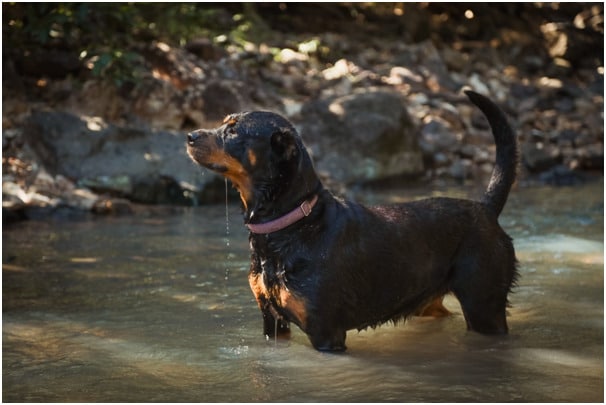 Rottweiler guarding