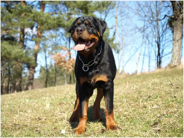 Rottweilers in Hot Weather