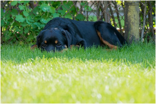 A Rottweiler sitting on grass