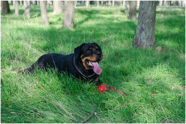 Rottweiler dog sitting on grass