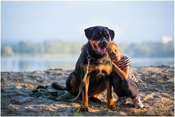 Do Rottweilers make good search and rescue dogs