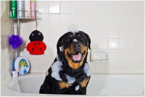 A rottweiler in bathtub