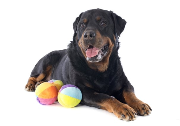 A rottweiler dog sitting with toy balls