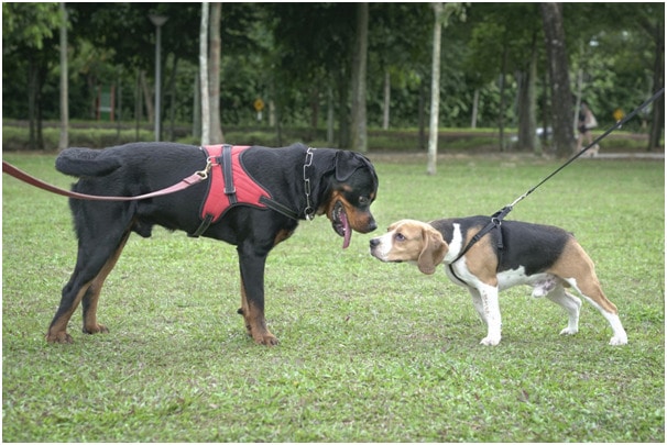 Rottweiler with harness and another dog