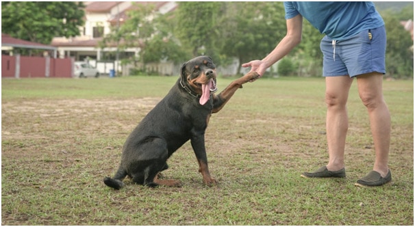 Rottweiler with animal lover