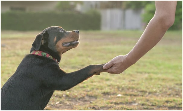 Tough Rottweiler showing soft side