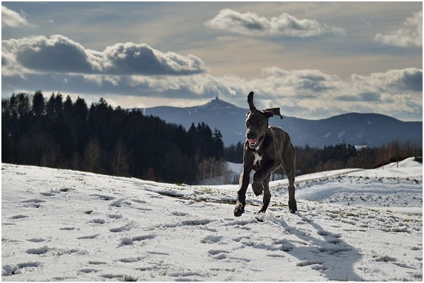 A great dane dog jumping in snow