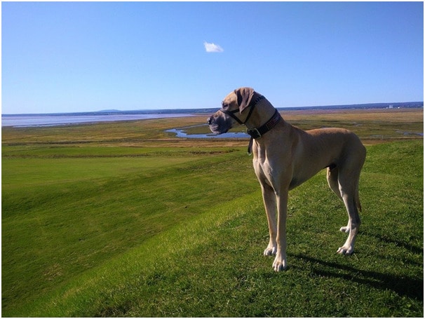 A great dane dog standing