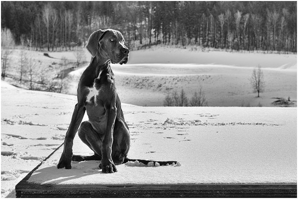 A great dane dog sitting in snow