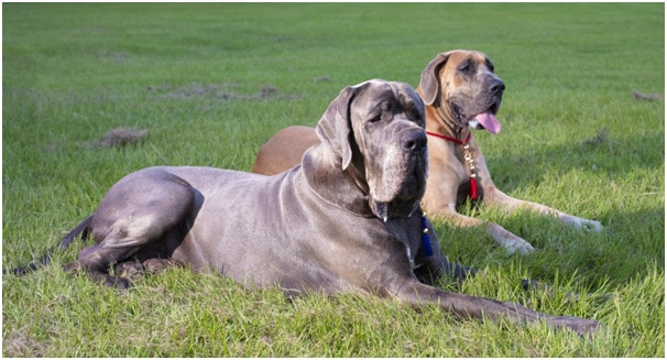 Two great dane dogs sitting