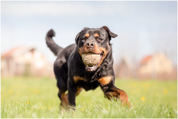 A rottweiler playing with ball
