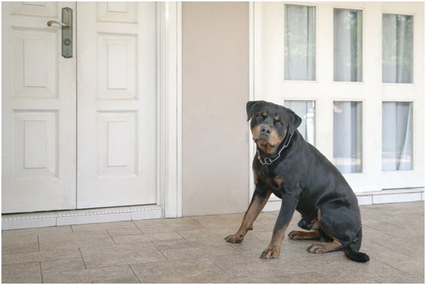 Will a Rottweiler Protect its owner