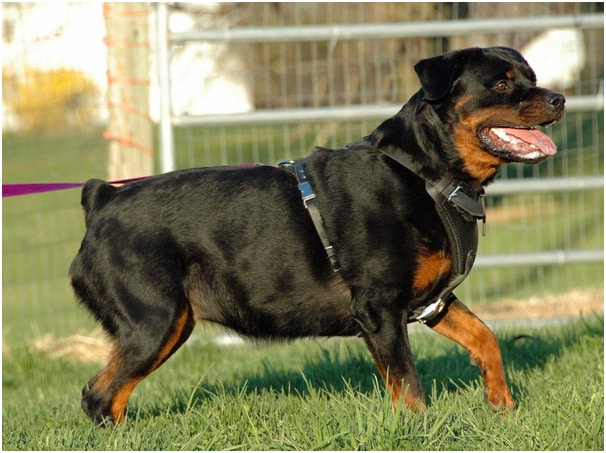 A large and intimidating Rottweiler