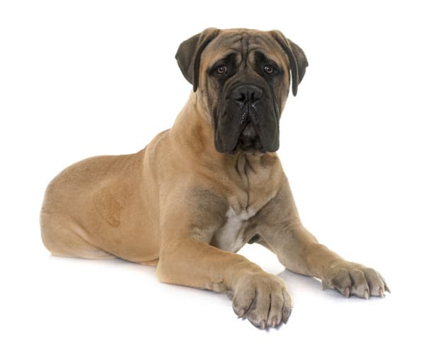 At What Age should a Bullmastiff start agility