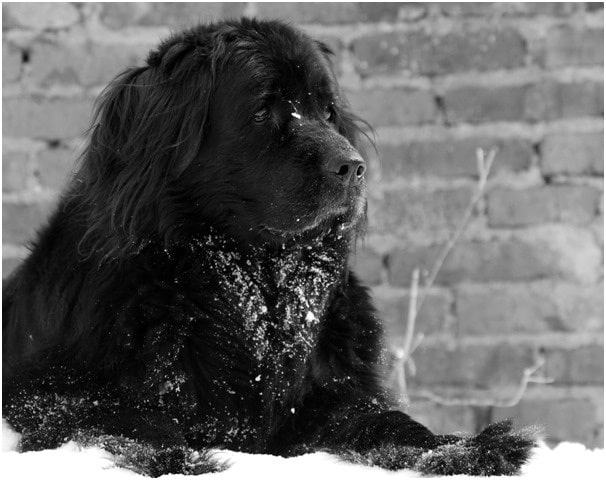 Newfoundland dog sitting on snow