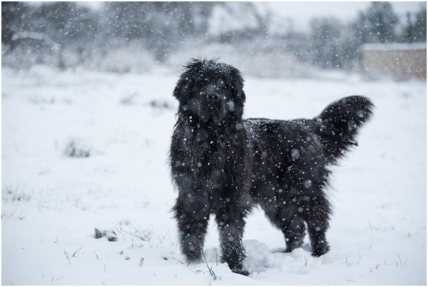 Newfoundland puppy standing on snow