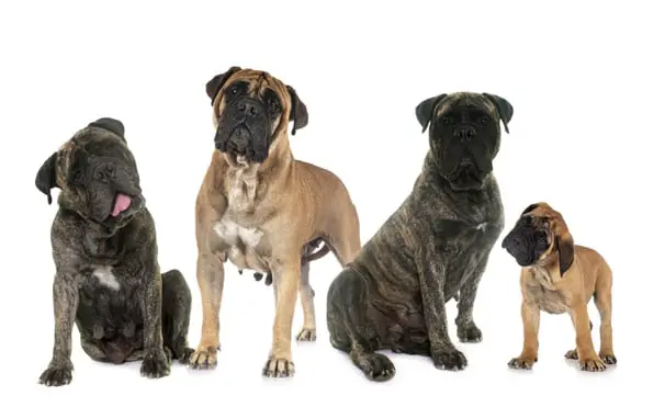 Three different sized Bullmastiff dogs with a puppy