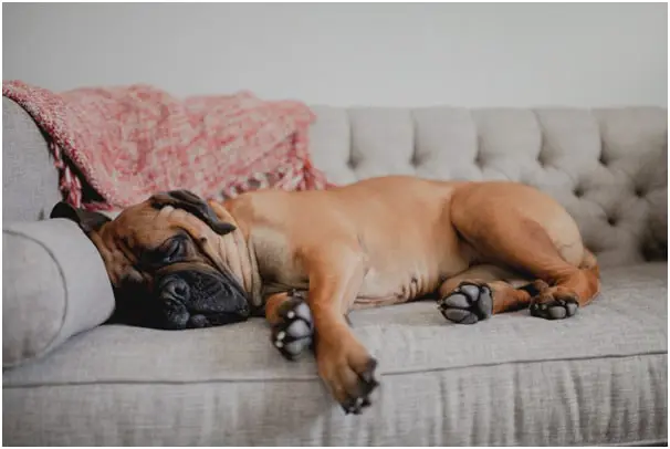 Bullmastiff dog sleeping on a sofa