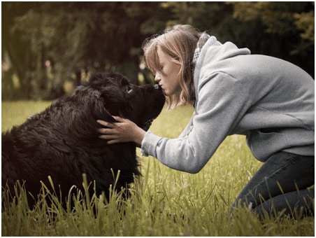 Girl kissing a Newfoundland Dog