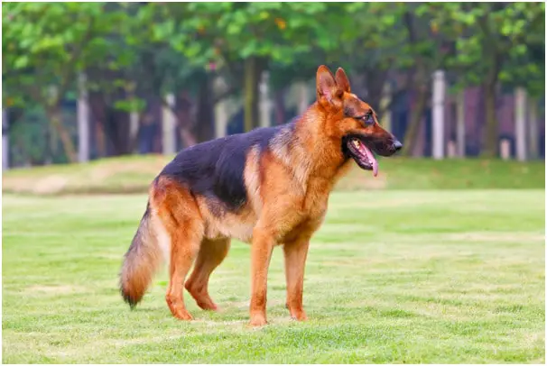 German shepherd dog standing in a ground