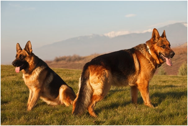 Two German shepherd dogs in a ground