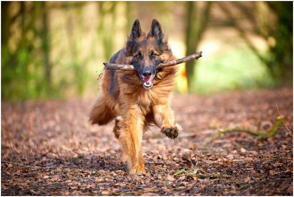 German shepherd dog running while training