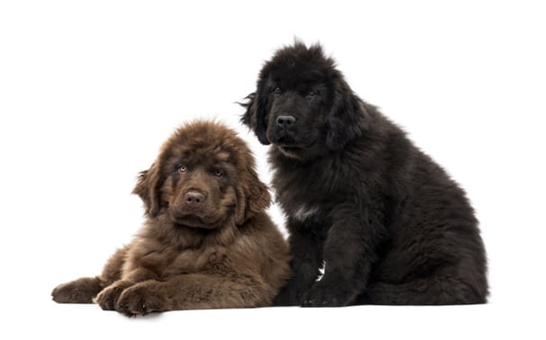 Two black Newfies sitting