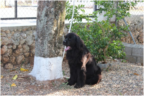 A black Newfie sitting on pebbles near a tree