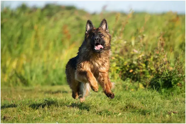 German Shepherd dog running and jumping on grass