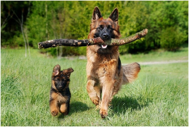 A German Shepherd dog with a piece of wood and a puppy running on grass