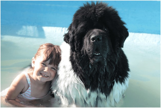Baby girl with a Newfoundland Dog in water