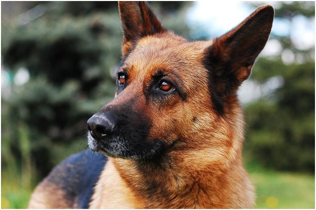 A cropped image of a German Shepherd dog