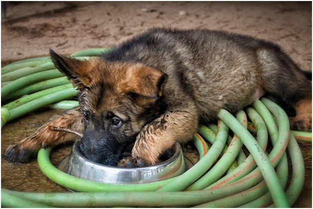 German Shepherd puppy searching something in a pot